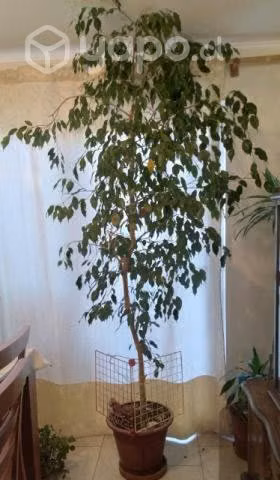 ficus, cactus y otras plantas