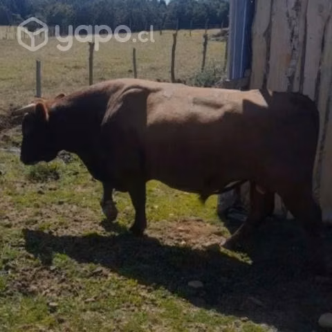 Toro
