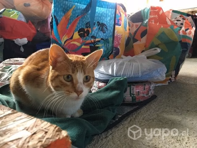 Gatita en adopción