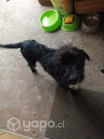 Busco hogar para perrito