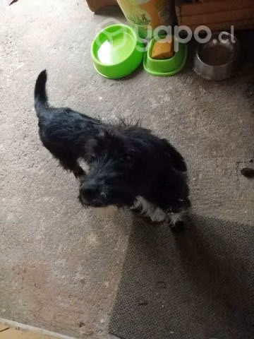 Busco hogar para perrito