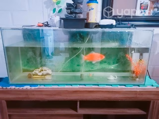 Acuario 120 litros