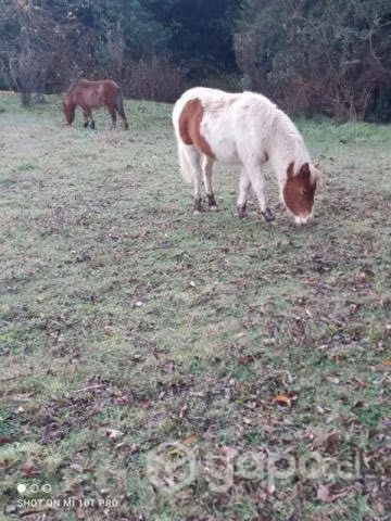Falabella