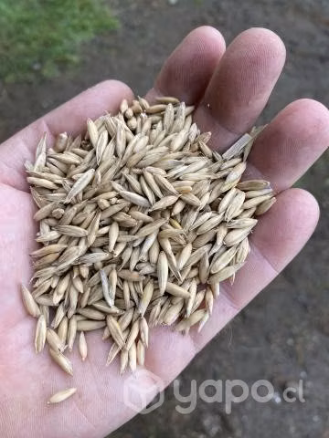 Avena súper nova - Imagen 2