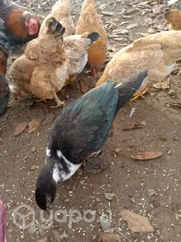 Patos mudos