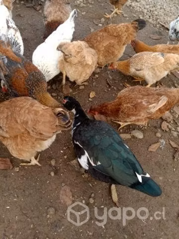 Patos mudos - Imagen 2