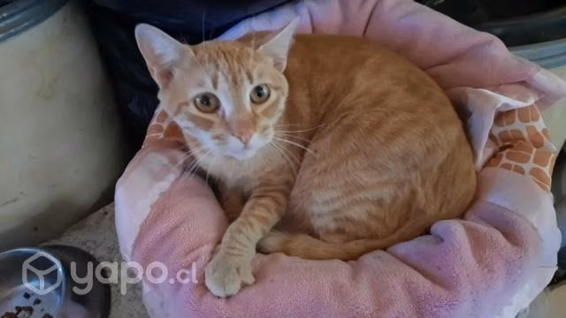 Gatito necesita hogar urgente