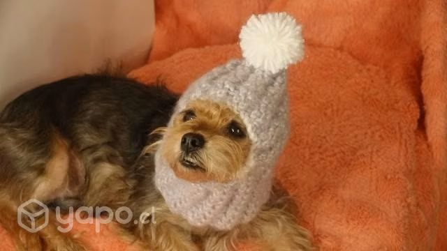 Accesorios para perro