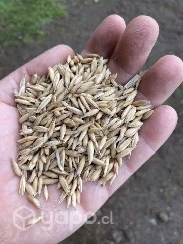 Avena