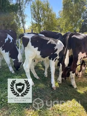 Terneros destetados - Imagen 3