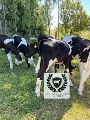Terneros destetados - Imagen 2
