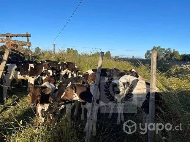 Terneros destetados - Imagen 4