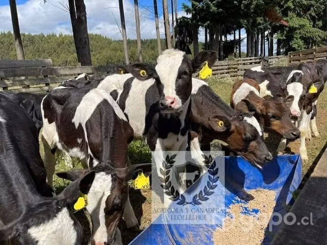 Terneros destetados