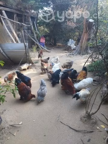 Aves de campos - Imagen 4