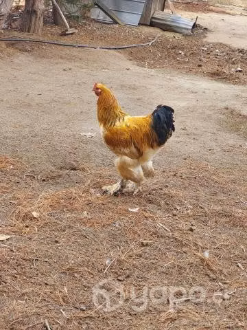 Aves de campos - Imagen 2