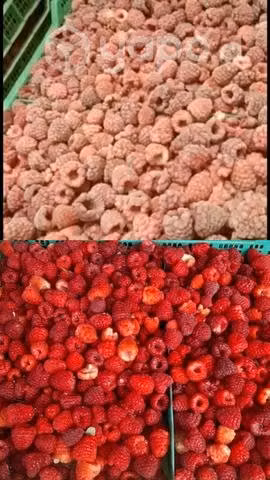 Frambuesa congelada regina