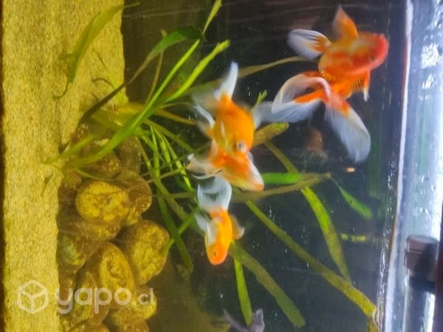 Acuario completo - Imagen 2