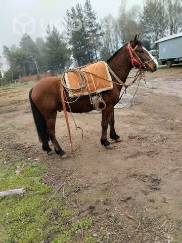 caballo de montura