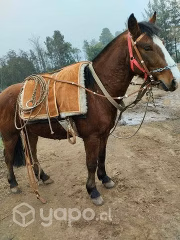 caballo de montura