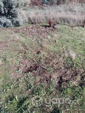 Pollos para gallos