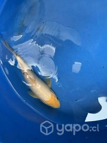 Peces koi - Imagen 3