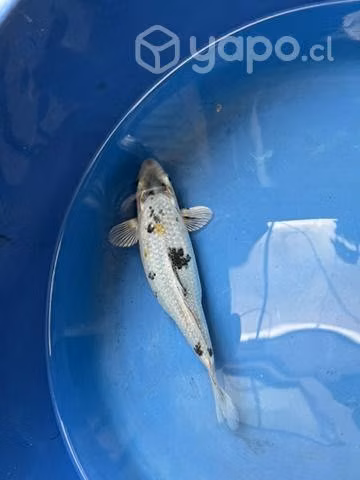 Peces koi - Imagen 4