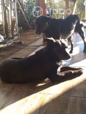 Se dan en adopción 2 perritas