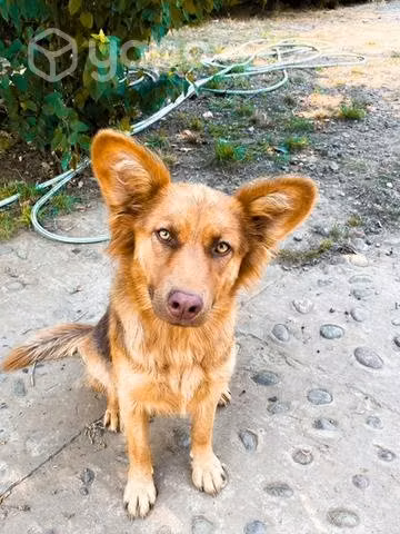 Se regala perrita