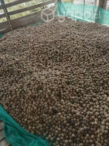 Nueces Chandler cosecha 2023