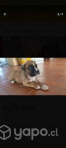 Busco cachorro boxer - Imagen 2