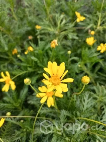 Paqueret jardin flores arbustos