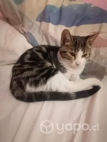 Regalo gatita cariñosa gata