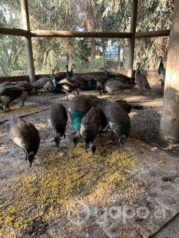 Pavos - Imagen 3