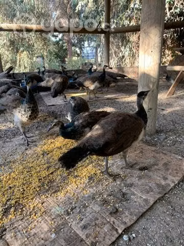 Pavos