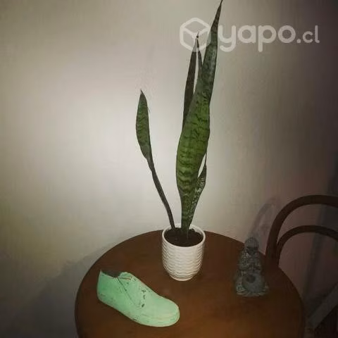 Sansevieria - Imagen 2