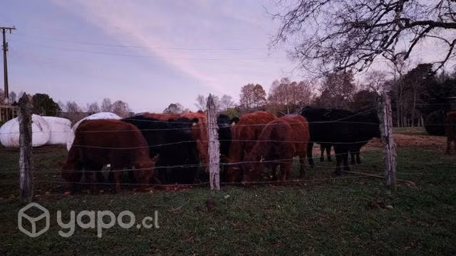 Vaquillas angus, hereford - Imagen 5