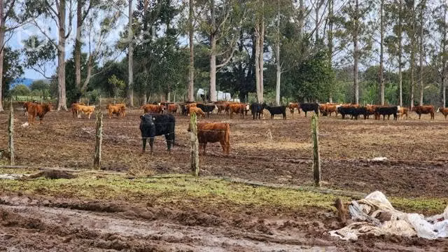 Vaquillas angus, hereford - Imagen 4