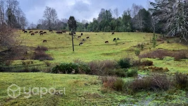 Vaquillas angus, hereford - Imagen 3