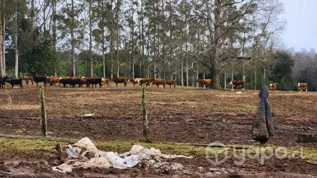 Vaquillas angus, hereford - Imagen 2