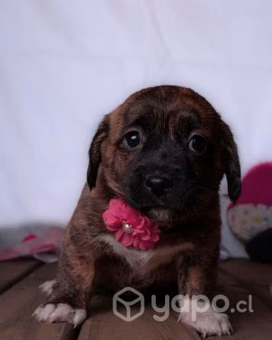 Hermosos bebés en adopción