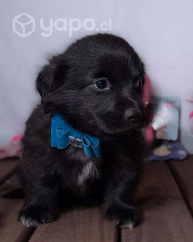 Hermosos bebés en adopción