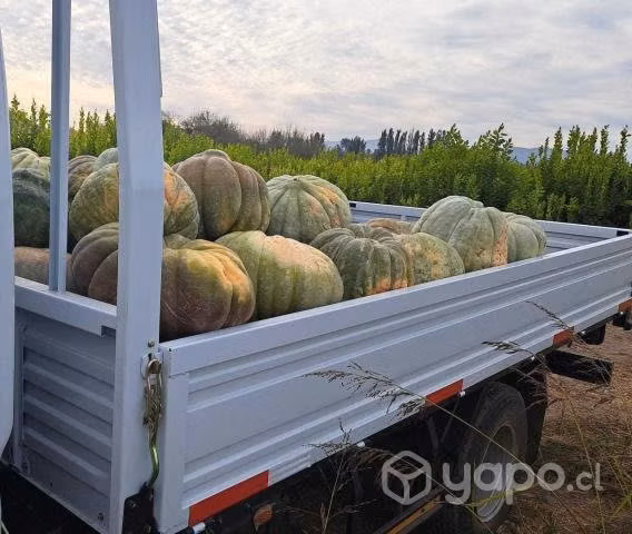 Zapallo camote premium
