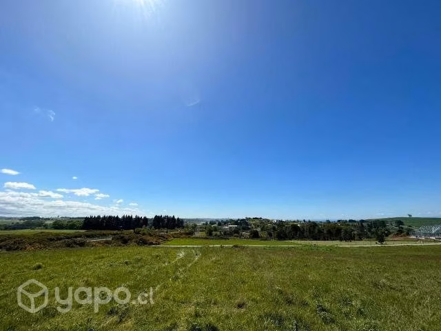 Los Ulmos de Molino Viejo, Pto. Varas