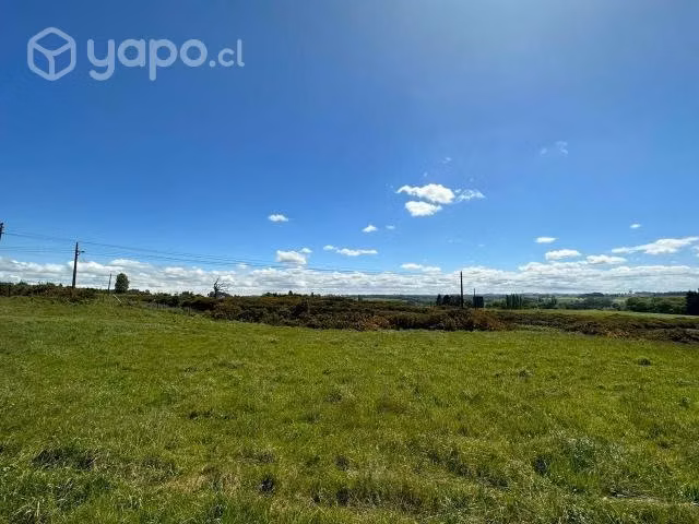 Los Ulmos de Molino Viejo, Pto. Varas