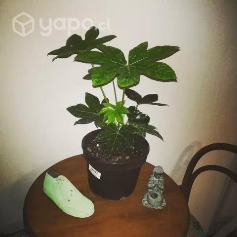 Plantas maranta\Sansevieria \ Aralia