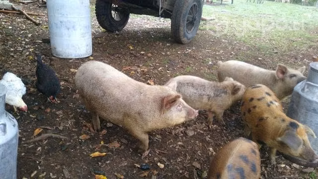 Cerdito de todo portes y peso