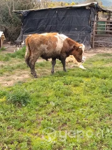 3 terneros
