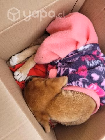 Se regala perrita que votaron