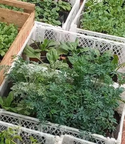 Plantas medicinales ,huerto orgánico ñor
