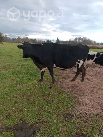 Vaca lechera